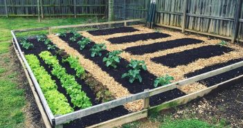 Gardening in Backyard