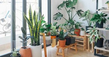 Everything You Need To Know About Indoor Plants