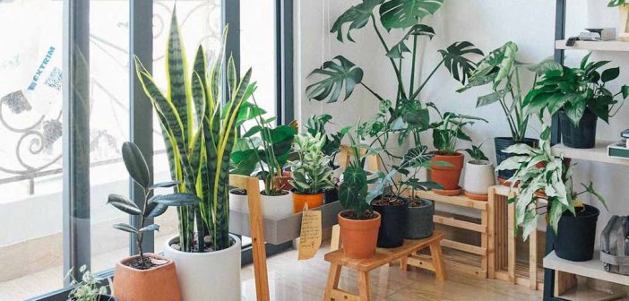 Everything You Need To Know About Indoor Plants