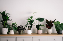 How to Decorate Your Home with Indoor Greenery