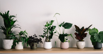 How to Decorate Your Home with Indoor Greenery