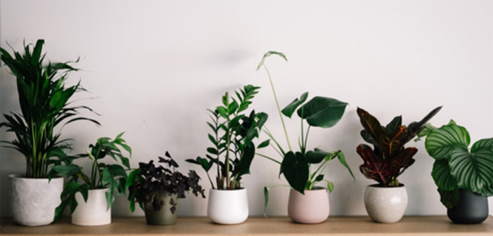How to Decorate Your Home with Indoor Greenery